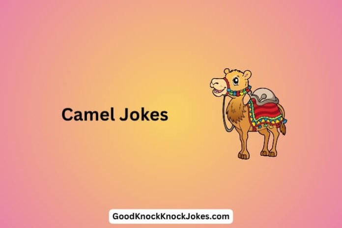 Camel Jokes