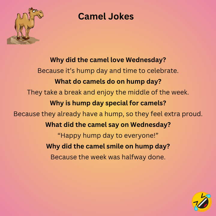 Camel Jokes Hump Day