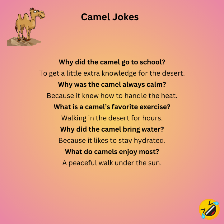 Funny Camel Jokes